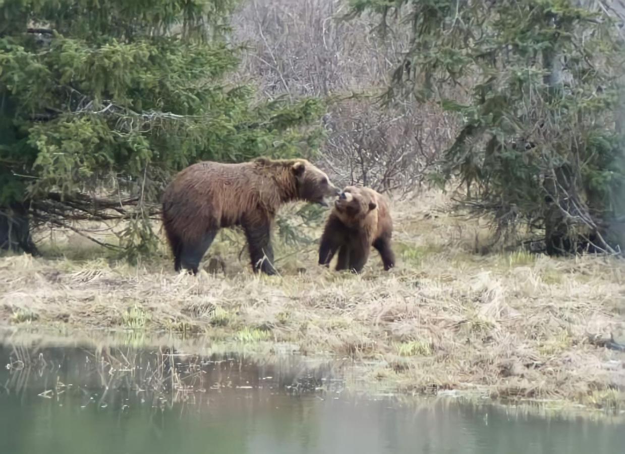 Alaska Grizzly Lodge Fairbanks Bagian luar foto