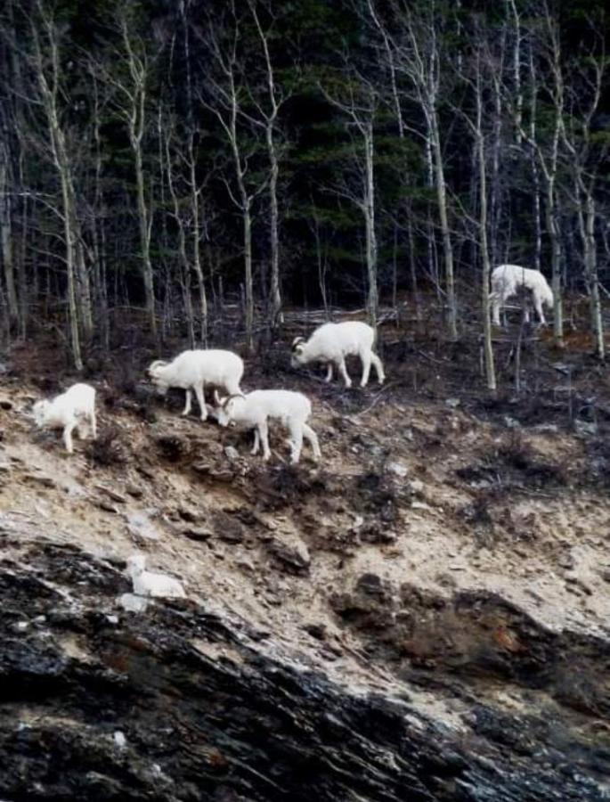 Alaska Grizzly Lodge Fairbanks Bagian luar foto