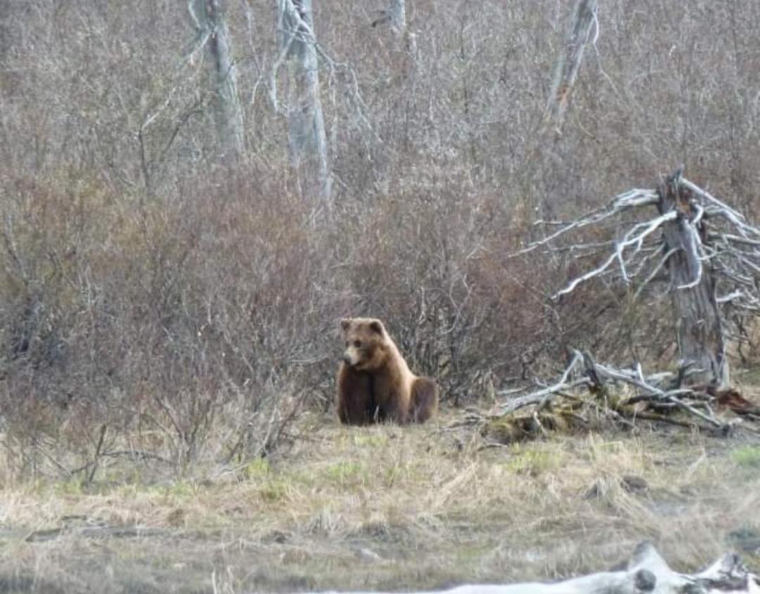 Alaska Grizzly Lodge Fairbanks Bagian luar foto