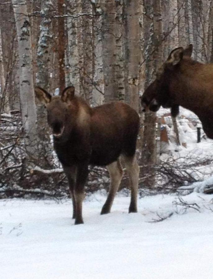 Alaska Grizzly Lodge Fairbanks Bagian luar foto