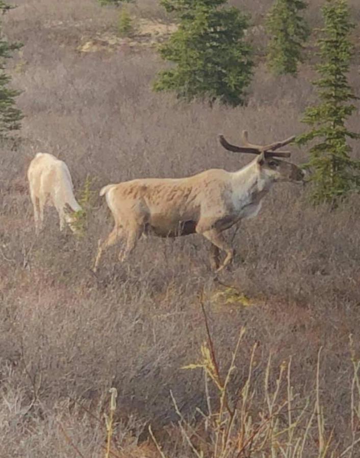 Alaska Grizzly Lodge Fairbanks Bagian luar foto